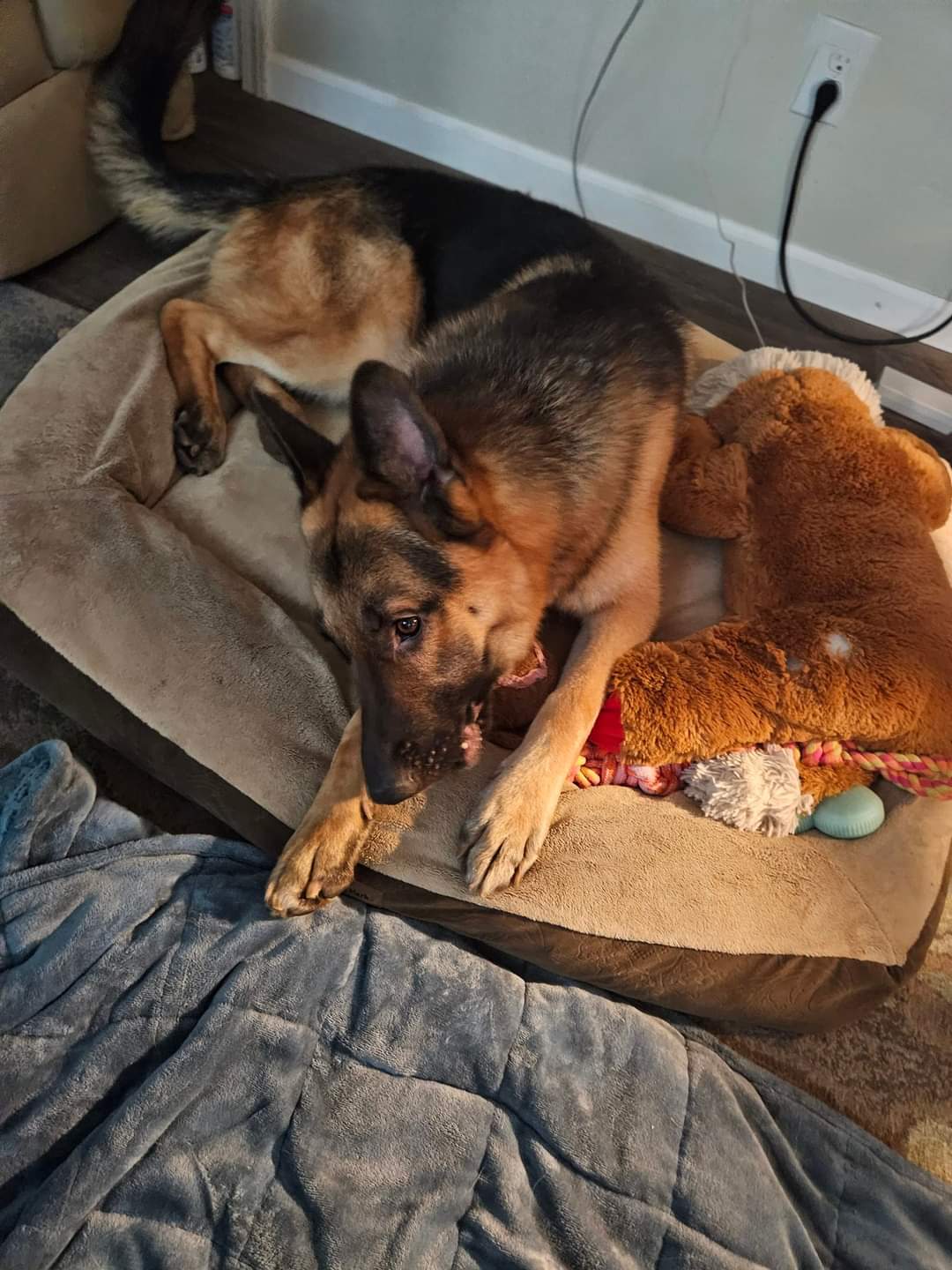 Enlarge Hero, a Adopted German Shepherd Dog in Muskego, WI image 4/6