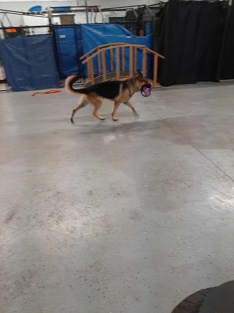 Enlarge Hero, a Adopted German Shepherd Dog in Muskego, WI image 5/6