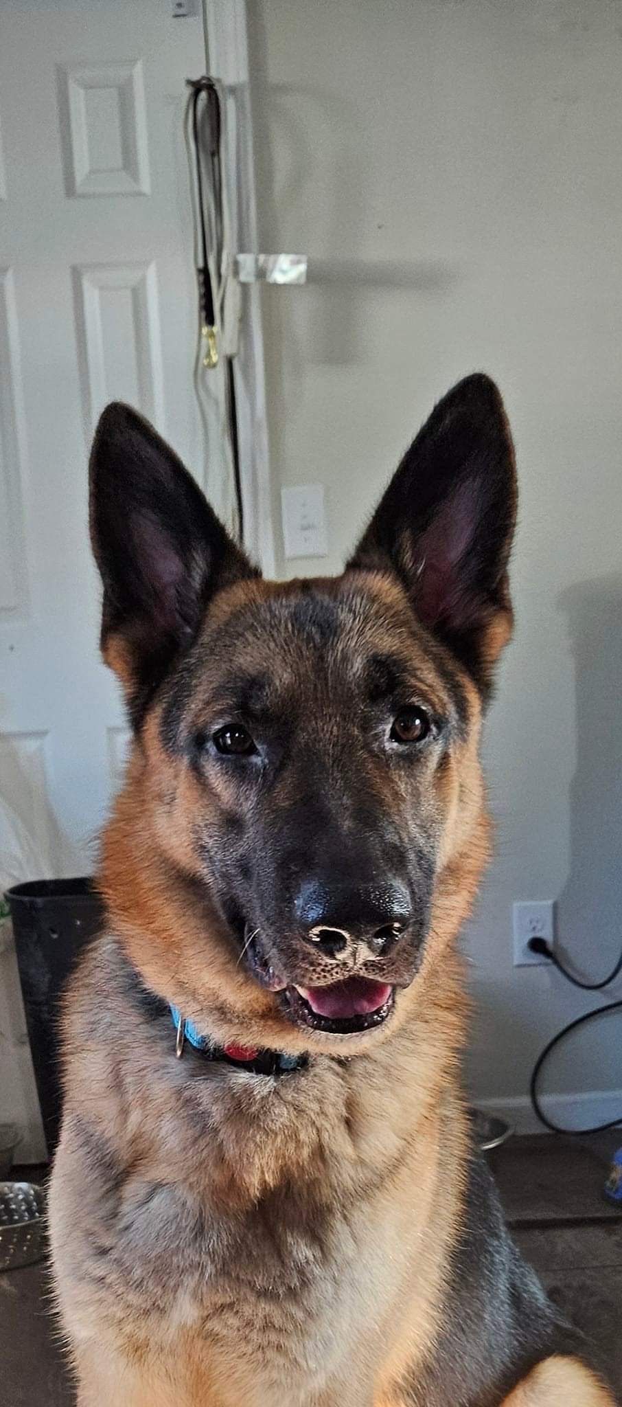 Hero, Adopted, Adult Male German Shepherd Dog.