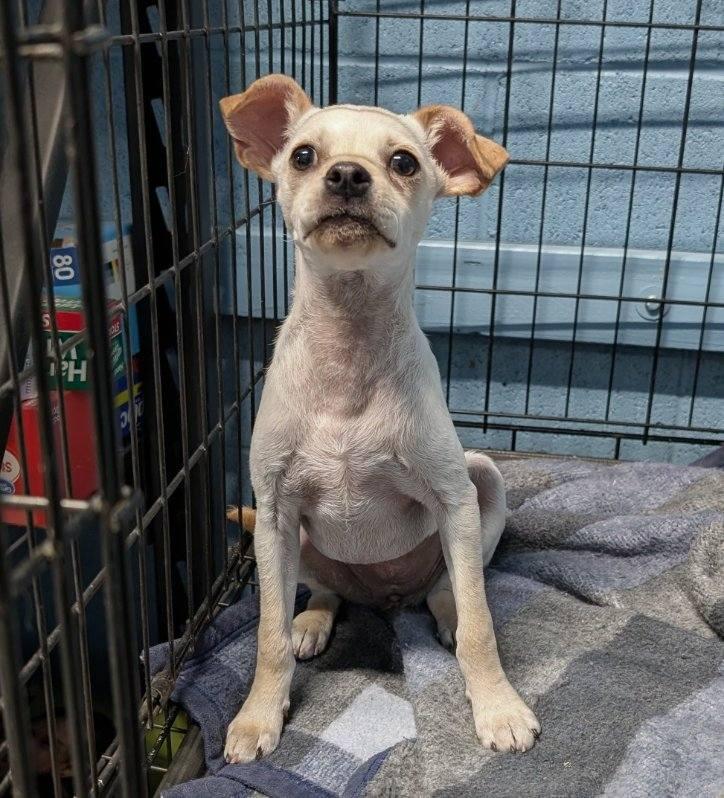 JB, a ADOPTABLE mixed breed in Benson, AZ image 2/2