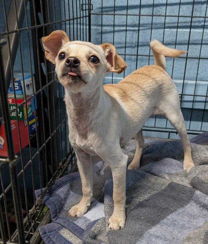 JB, ADOPTABLE, Young Female Chihuahua.