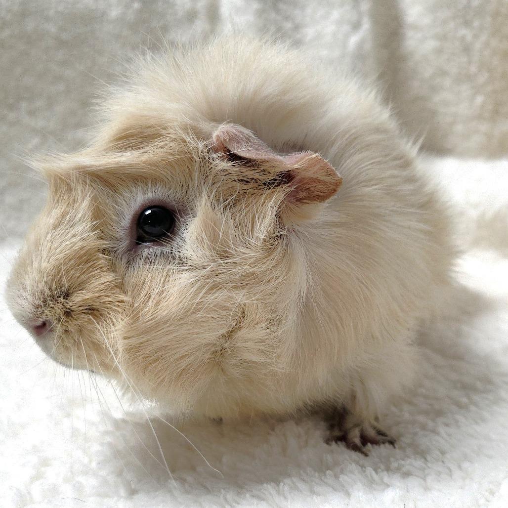 Angel, Adoptable, Adult Male Guinea Pig.