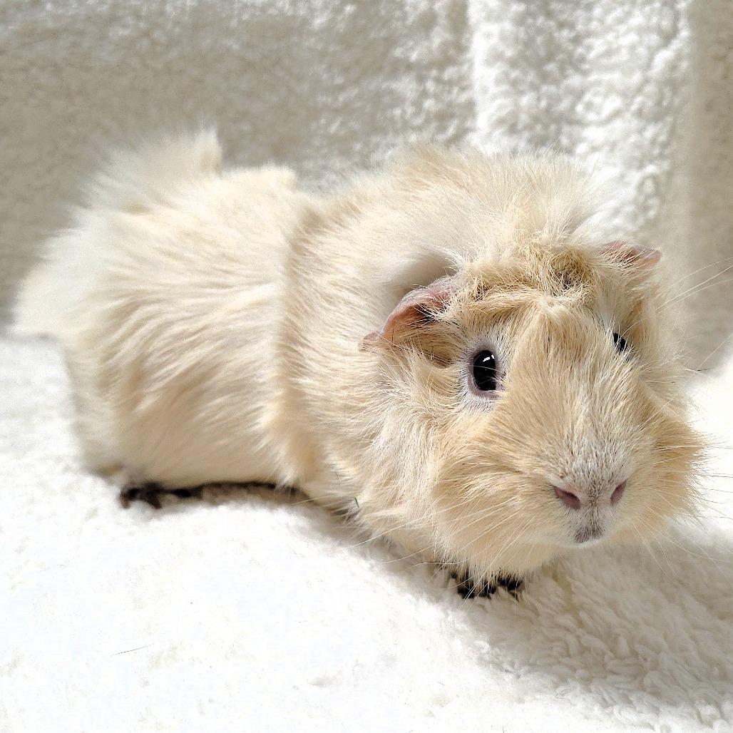 Enlarge Angel, a Adoptable Guinea Pig in Michigan City, IN image 2/6