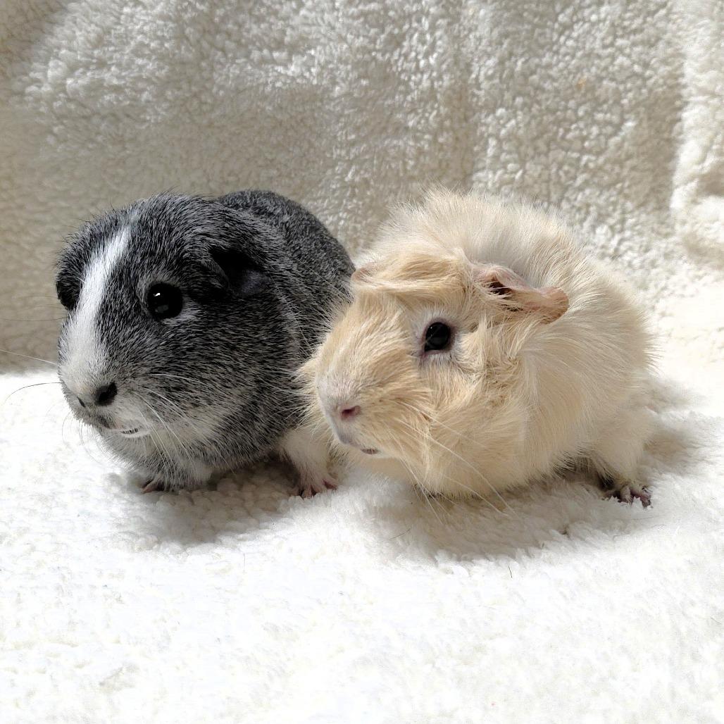 Enlarge Angel, a Adoptable Guinea Pig in Michigan City, IN image 3/6