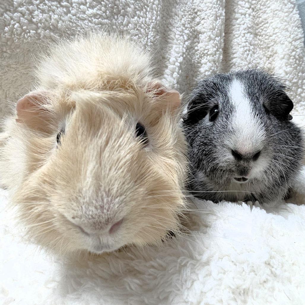 Enlarge Angel, a Adoptable Guinea Pig in Michigan City, IN image 4/6