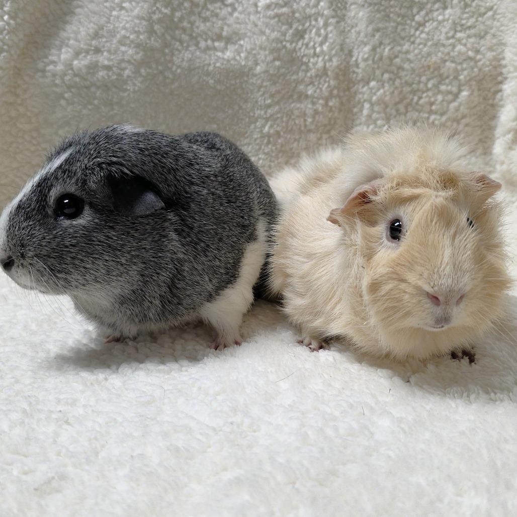 Enlarge Angel, a Adoptable Guinea Pig in Michigan City, IN image 6/6