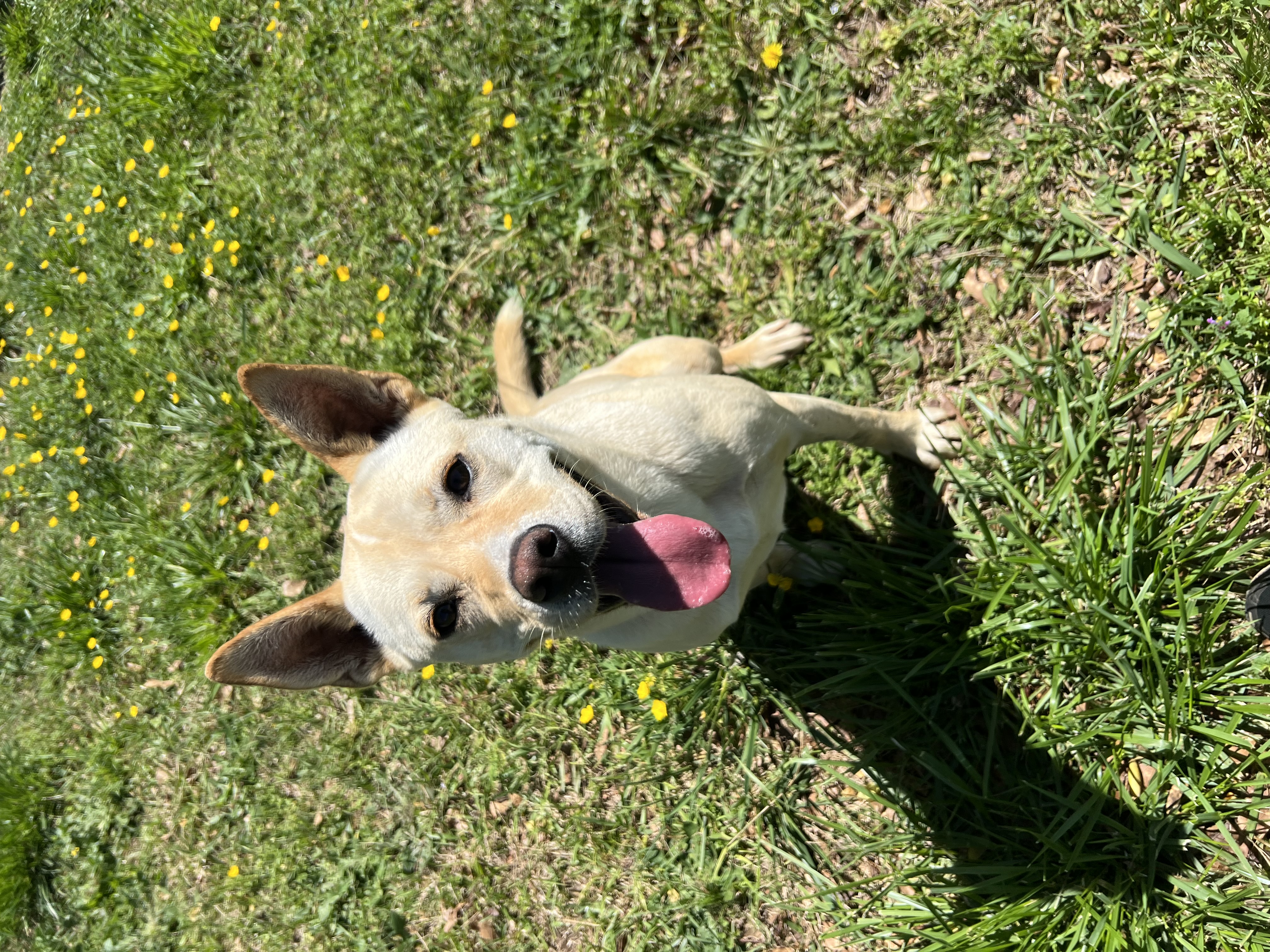 Enlarge Isla, a Adoptable mixed breed in College Park, GA image 3/3
