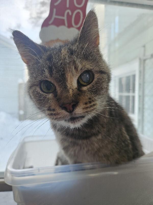 Grace, Adoptable, Adult Female Domestic Short Hair.