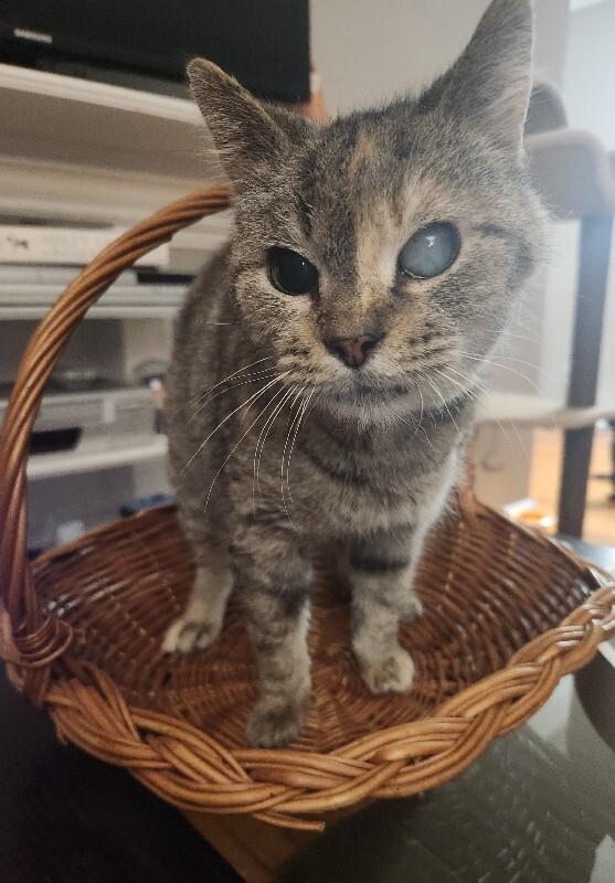 Enlarge Grace, a Adoptable Domestic Short Hair in Grand Rapids, MI image 4/6