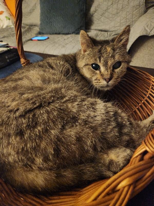 Enlarge Grace, a Adoptable Domestic Short Hair in Grand Rapids, MI image 5/6