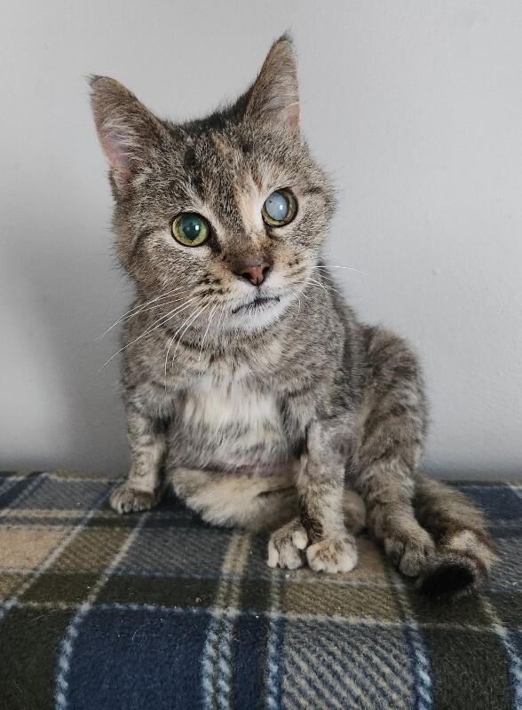 Enlarge Grace, a Adoptable Domestic Short Hair in Grand Rapids, MI image 6/6