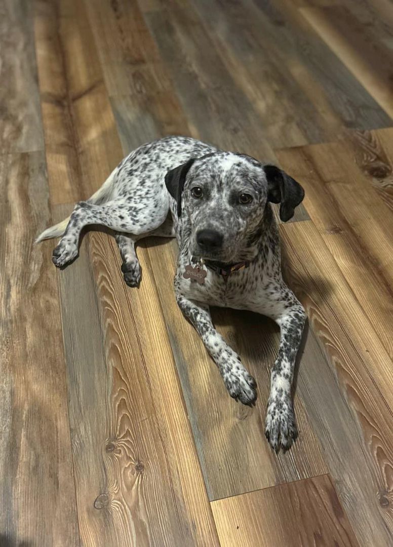 Enlarge Bailey, a Adopted mixed breed in Washington, NC image 1/1