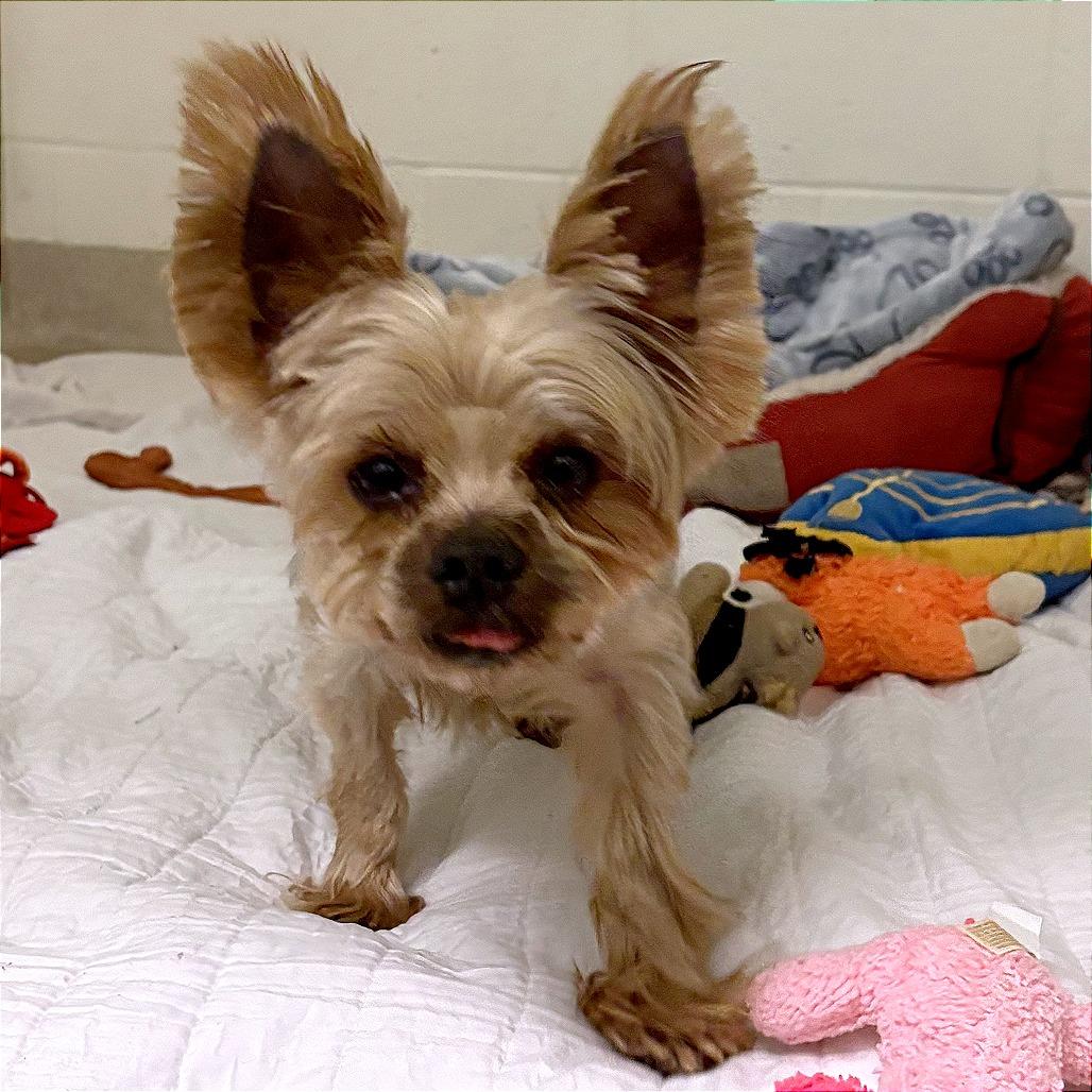 Big Ben, Adoptable, Adult Male Yorkshire Terrier.