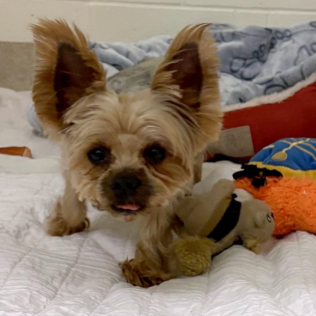 Enlarge Big Ben, a Adoptable Yorkshire Terrier in South Burlington, VT image 3/6