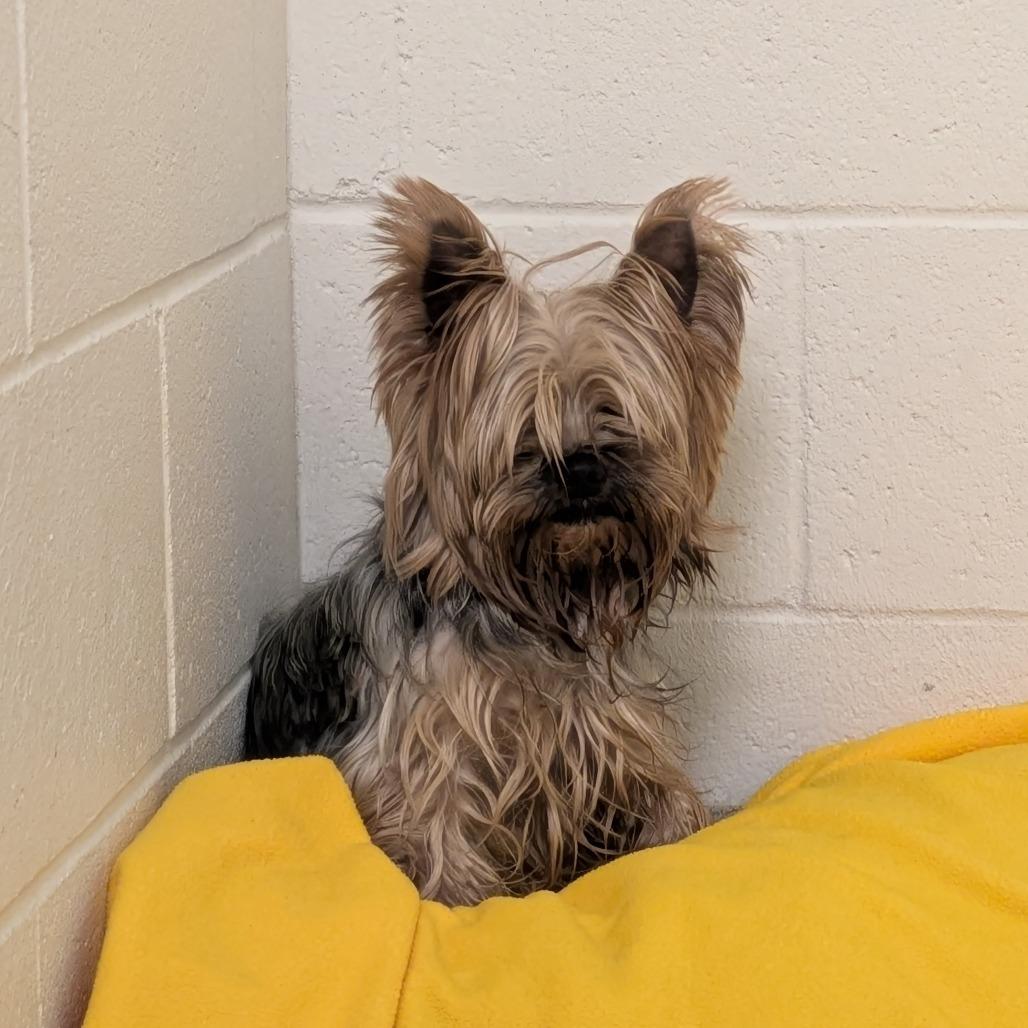 Enlarge Big Ben, a Adoptable Yorkshire Terrier in South Burlington, VT image 4/6