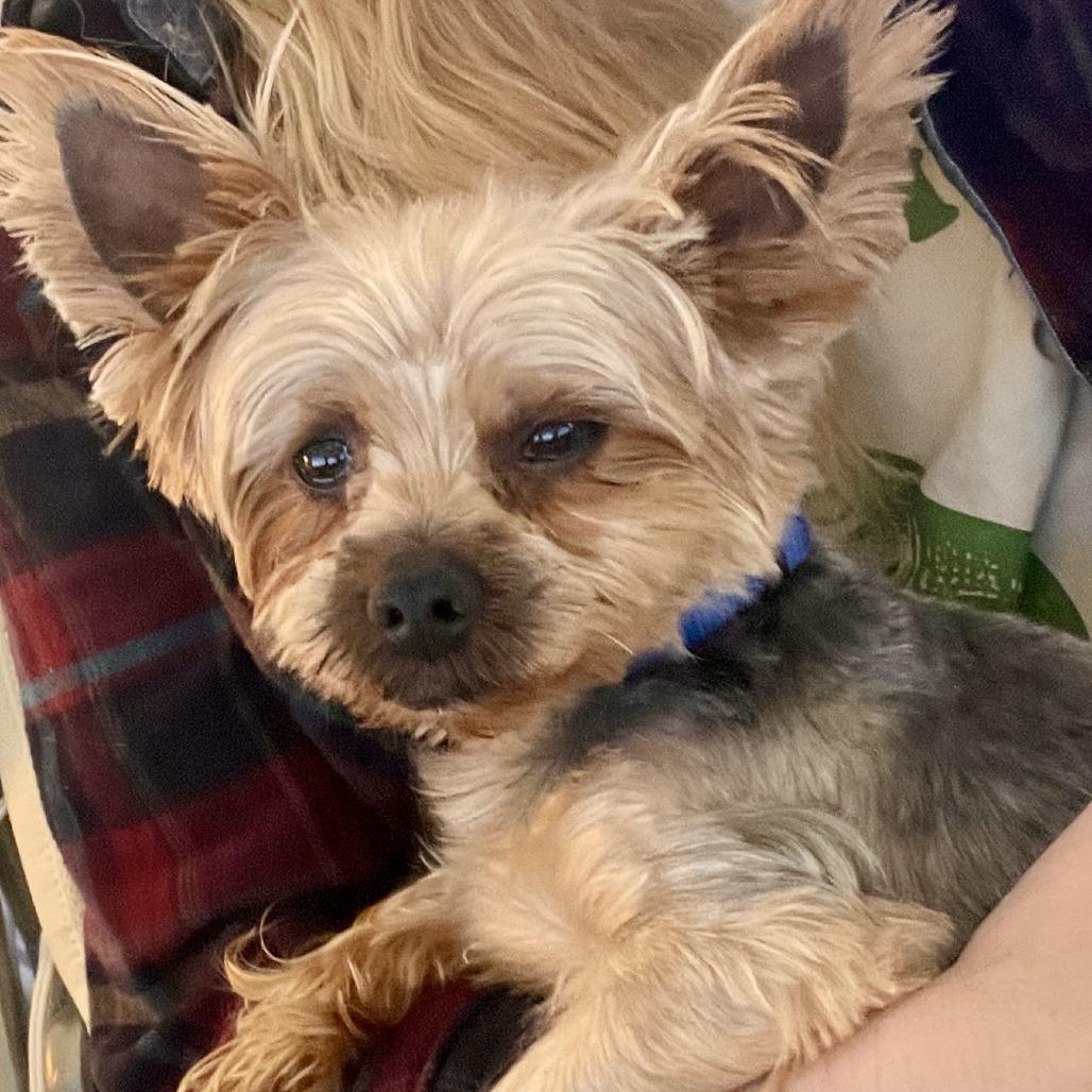 Enlarge Big Ben, a Adoptable Yorkshire Terrier in South Burlington, VT image 5/6