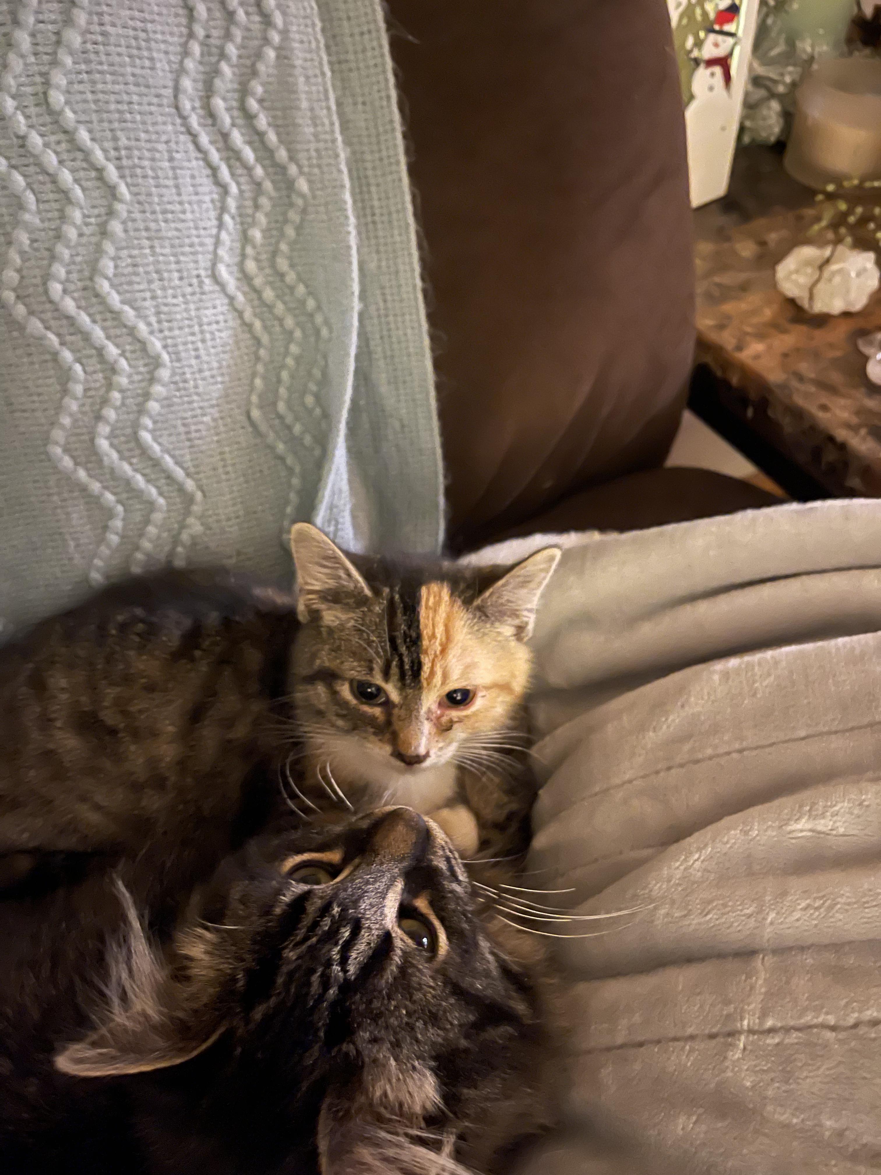 Enlarge Belle, a Adoptable Domestic Short Hair in Mansfield, PA image 1/1