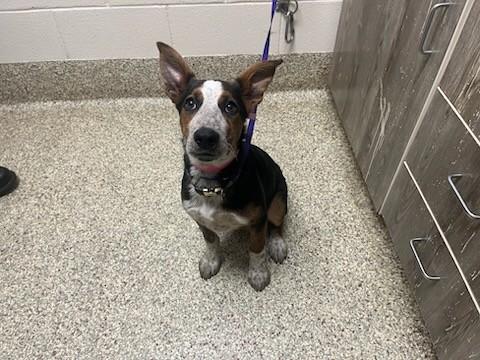 STARSTRUCK, Adoptable, Puppy Female Australian Cattle Dog / Blue Heeler & Mixed Breed.