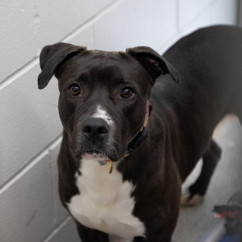 Benny, Adoptable, Adult Male Mixed Breed.
