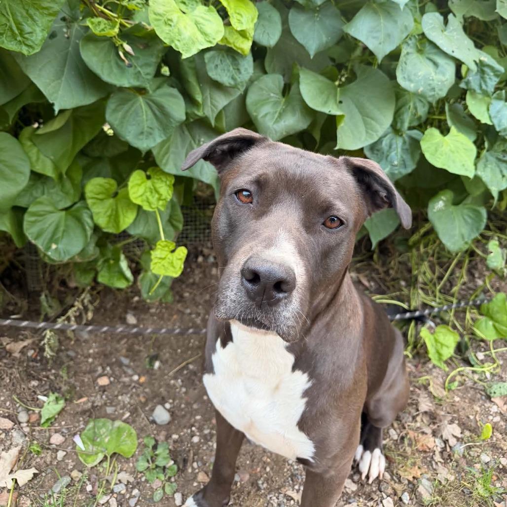 Enlarge Benny, a Adoptable Mixed Breed in Saint Cloud, MN image 2/6