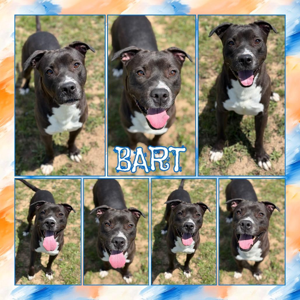 Enlarge Benny, a Adoptable Mixed Breed in Saint Cloud, MN image 3/6