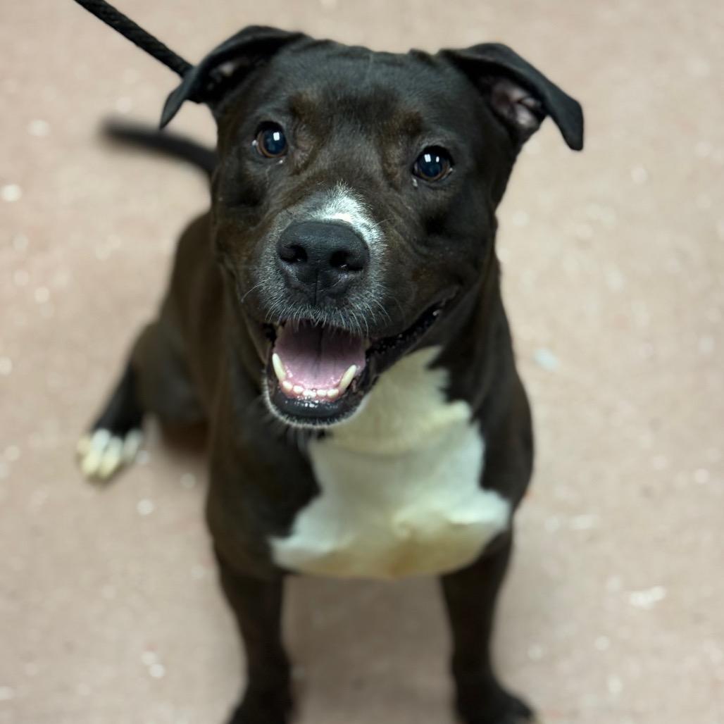 Enlarge Benny, a Adoptable Mixed Breed in Saint Cloud, MN image 4/6