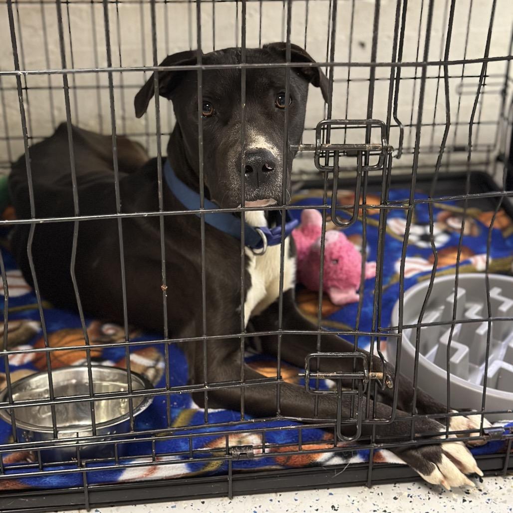 Enlarge Benny, a Adoptable Mixed Breed in Saint Cloud, MN image 5/6