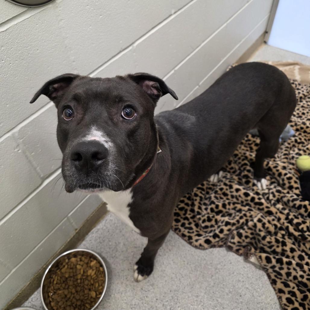 Enlarge Benny, a Adoptable Mixed Breed in Saint Cloud, MN image 6/6