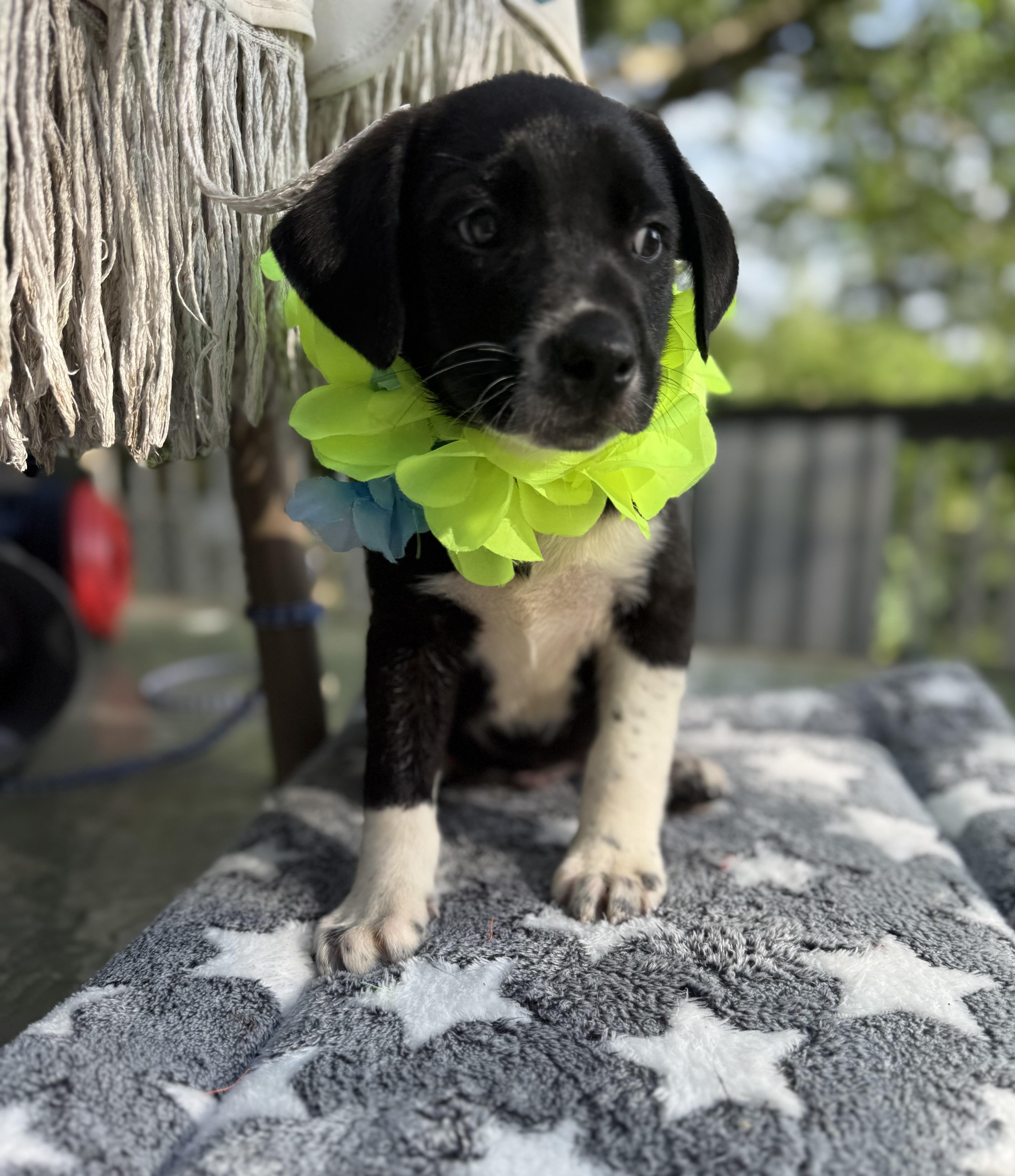 Scout, ADOPTABLE, Puppy Male Border Collie & Labrador Retriever.