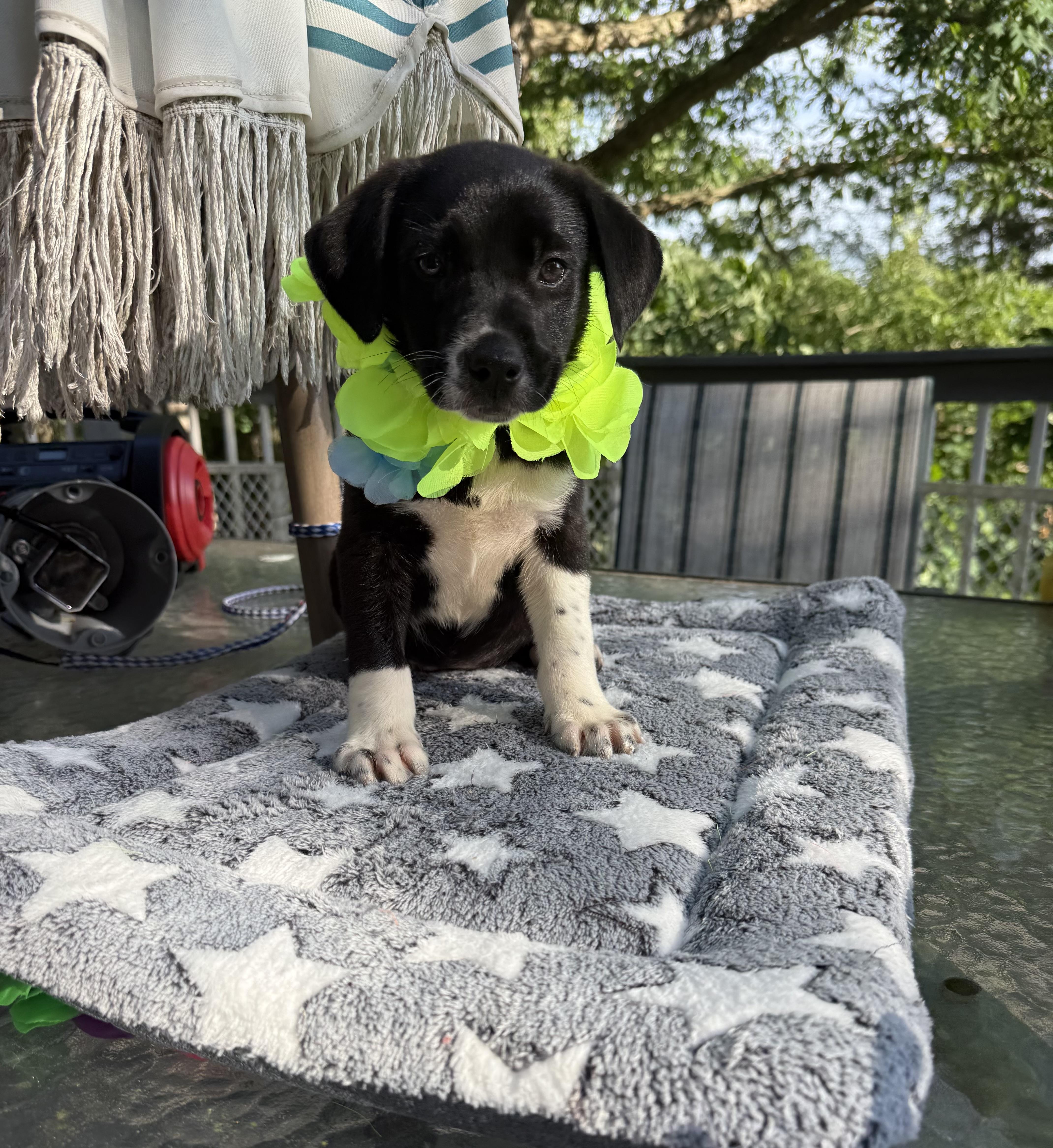 Scout, a ADOPTABLE mixed breed in White Lake, MI image 6/6
