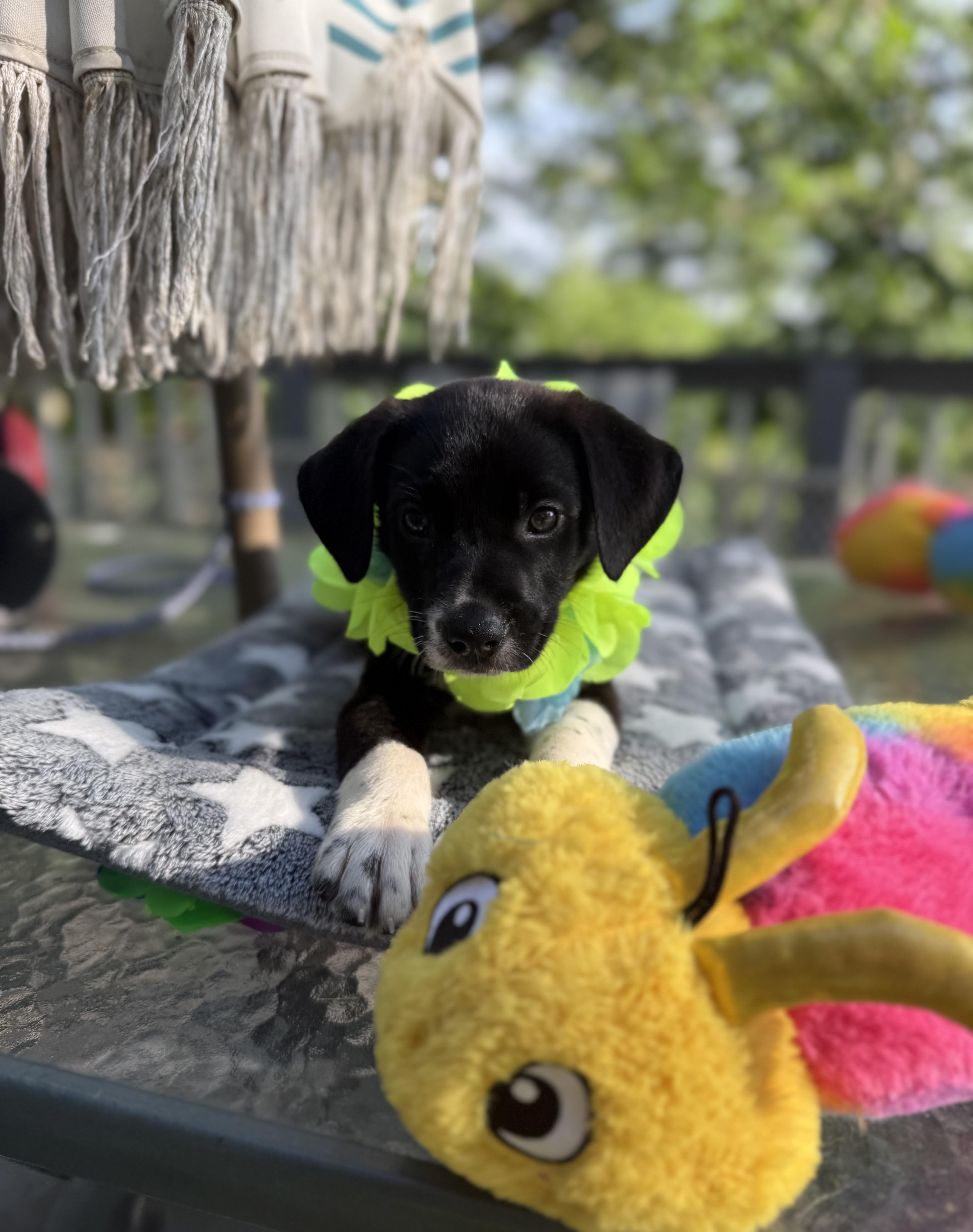 Scout, a ADOPTABLE mixed breed in White Lake, MI image 5/6