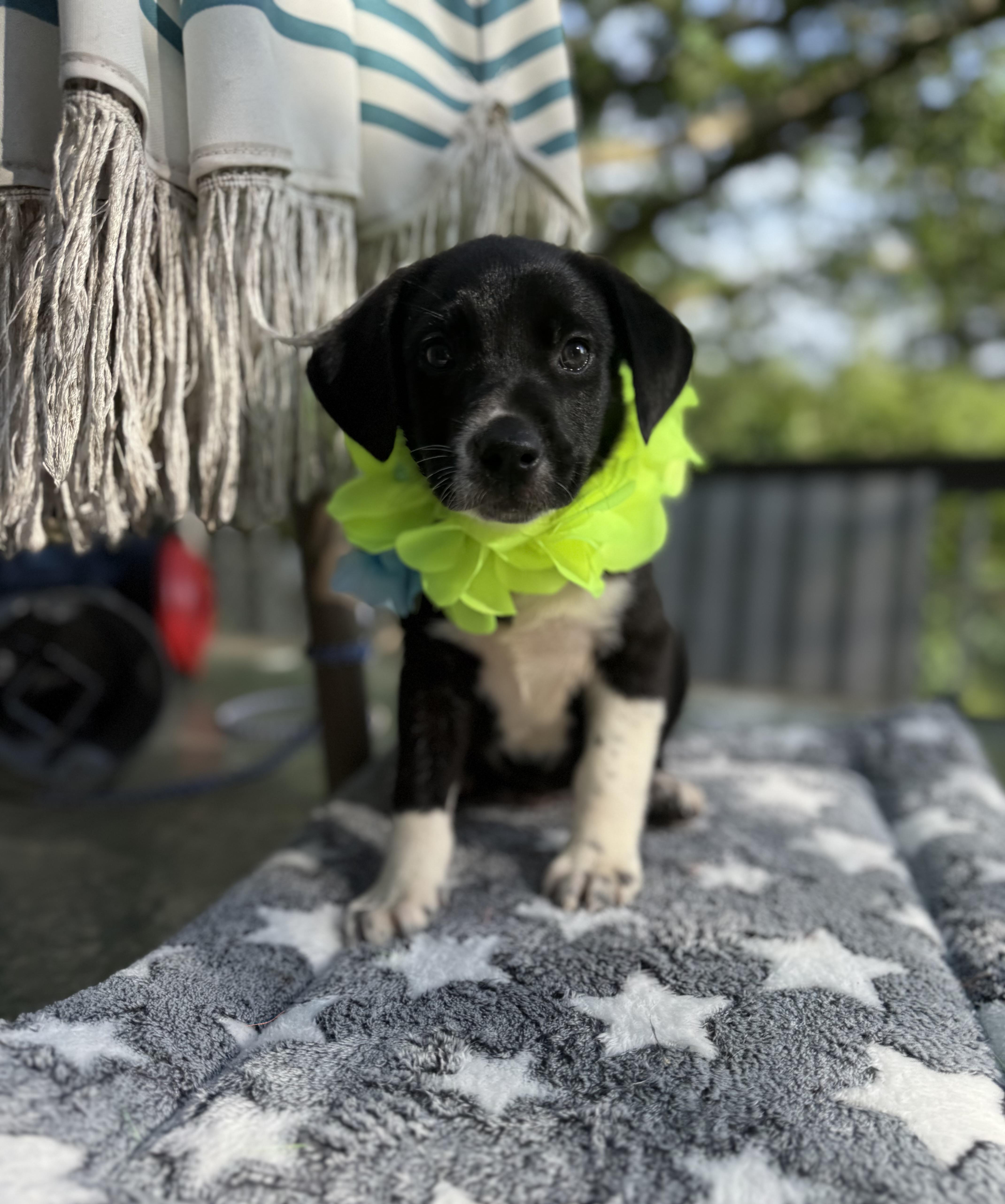 Scout, a ADOPTABLE mixed breed in White Lake, MI image 3/6