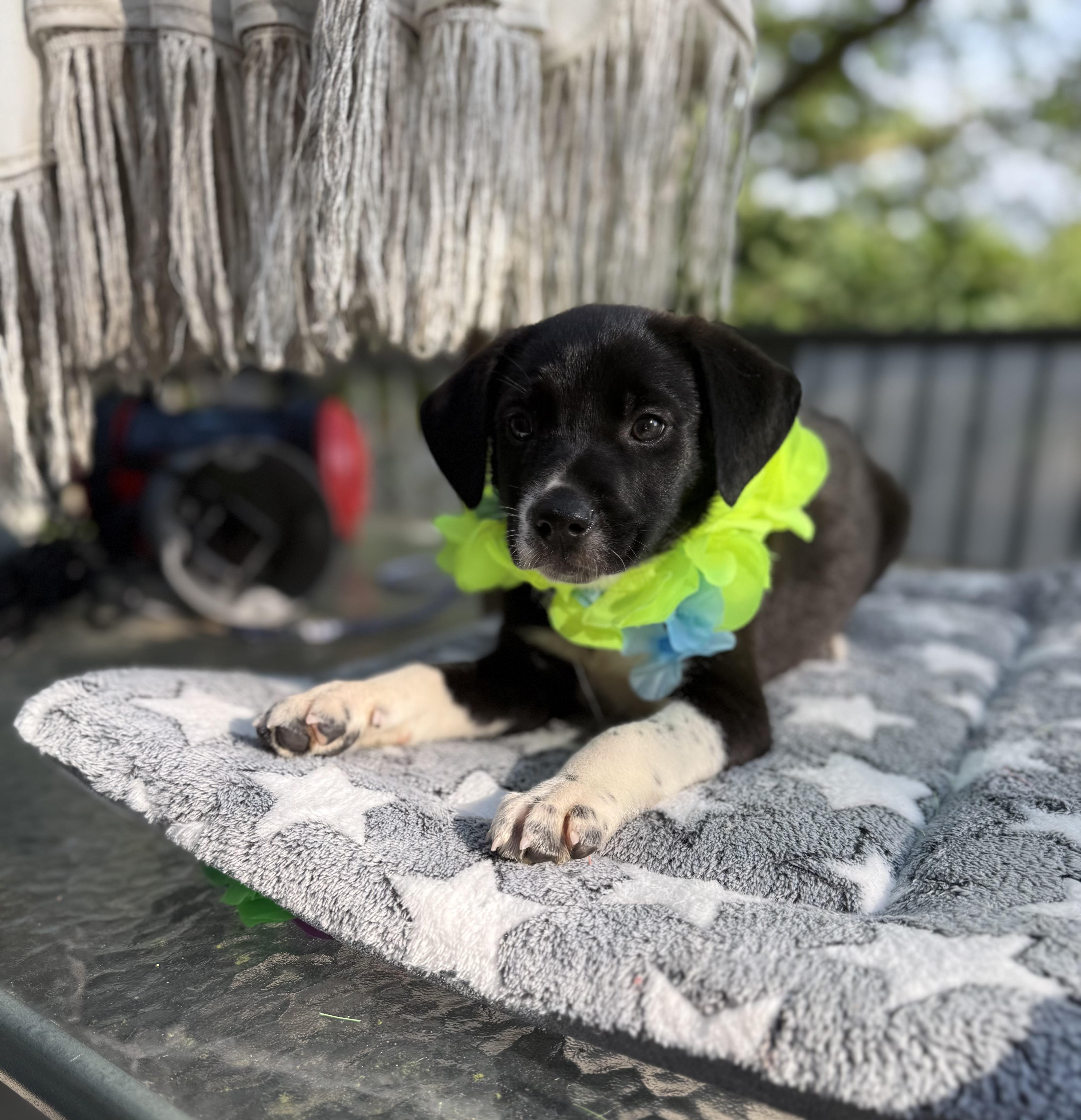 Scout, a ADOPTABLE mixed breed in White Lake, MI image 2/6