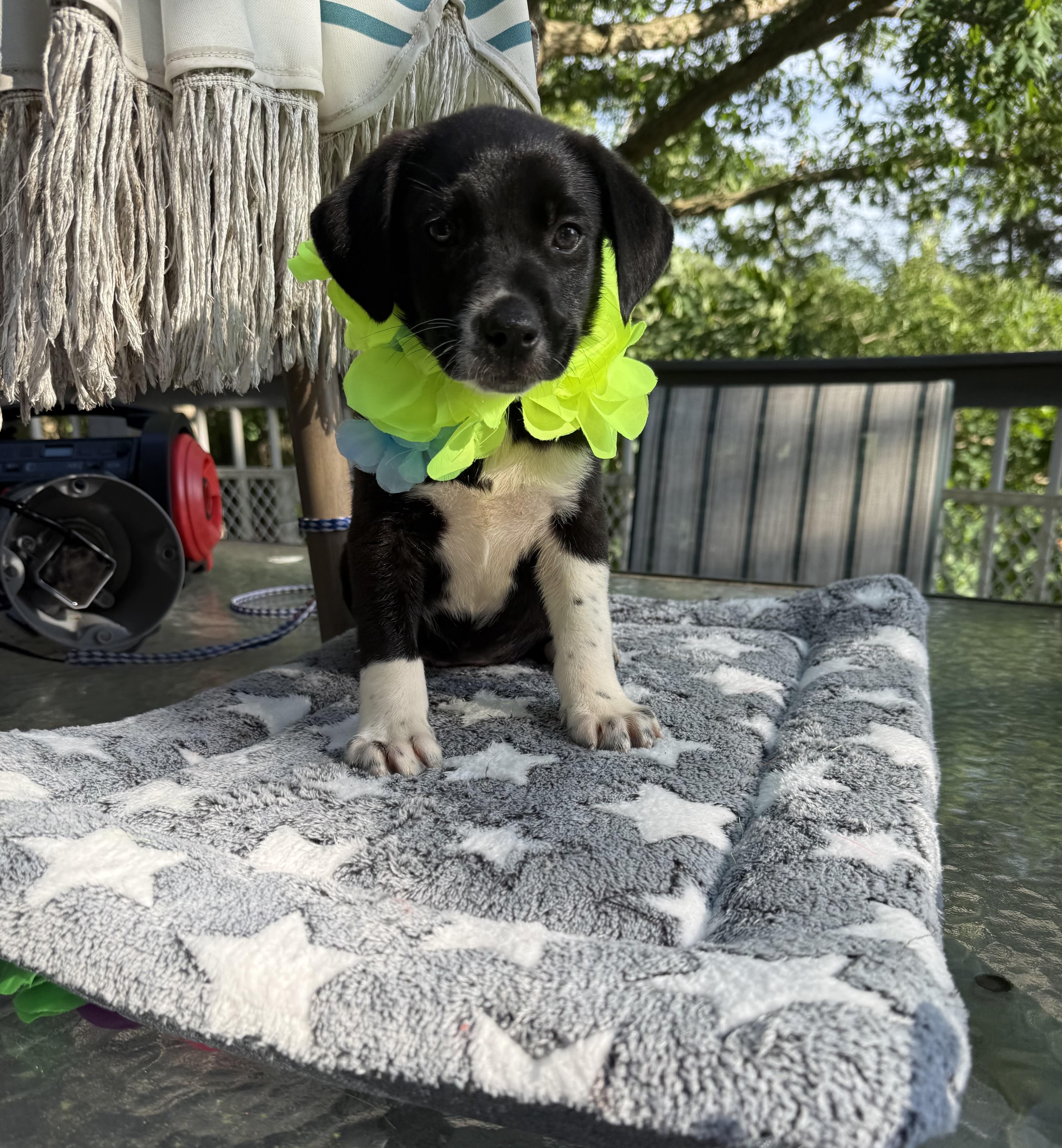 Scout, a ADOPTABLE mixed breed in White Lake, MI image 4/6