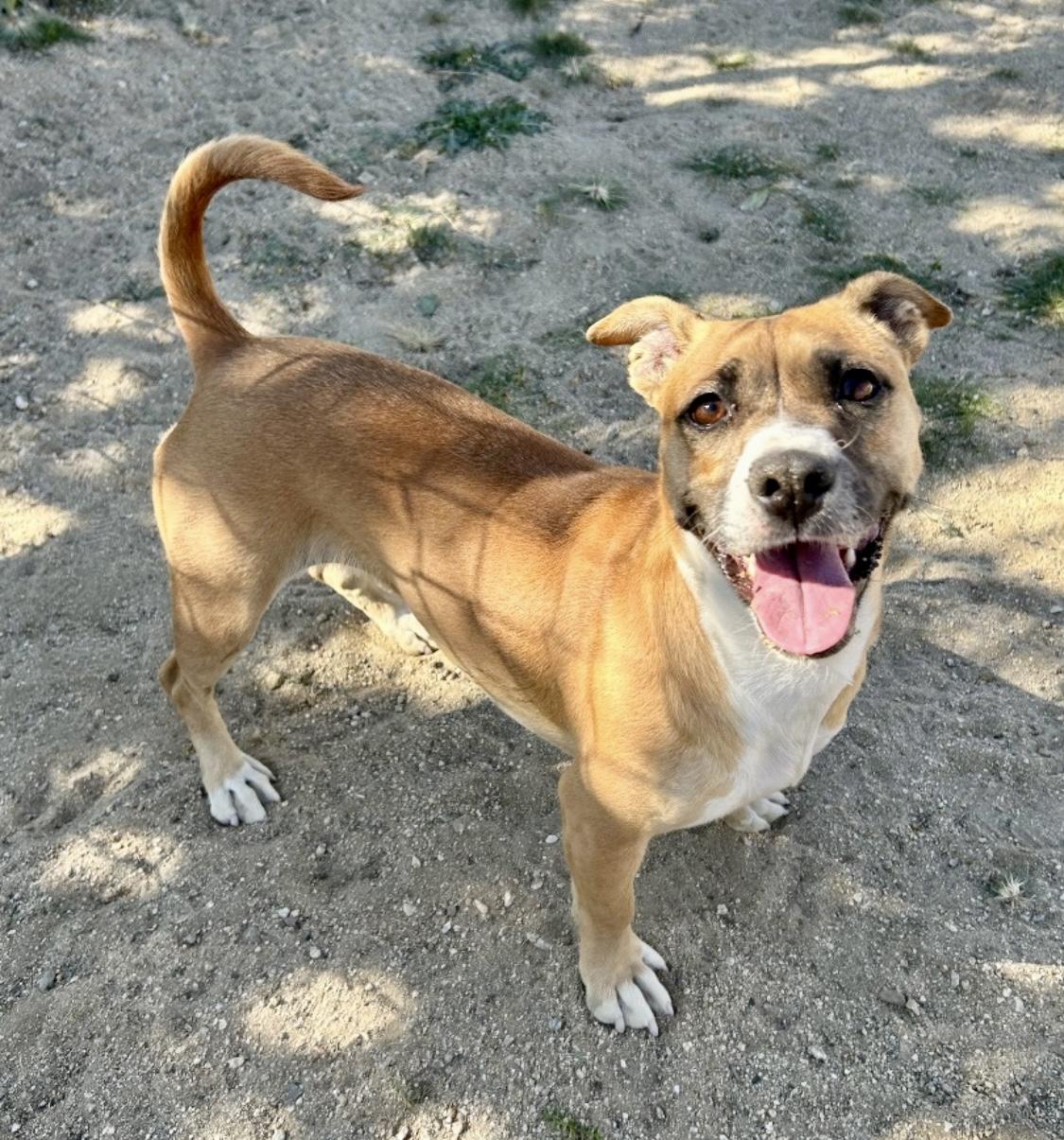 Enlarge Eloise, a Adoptable mixed breed in Littlerock, CA image 5/6