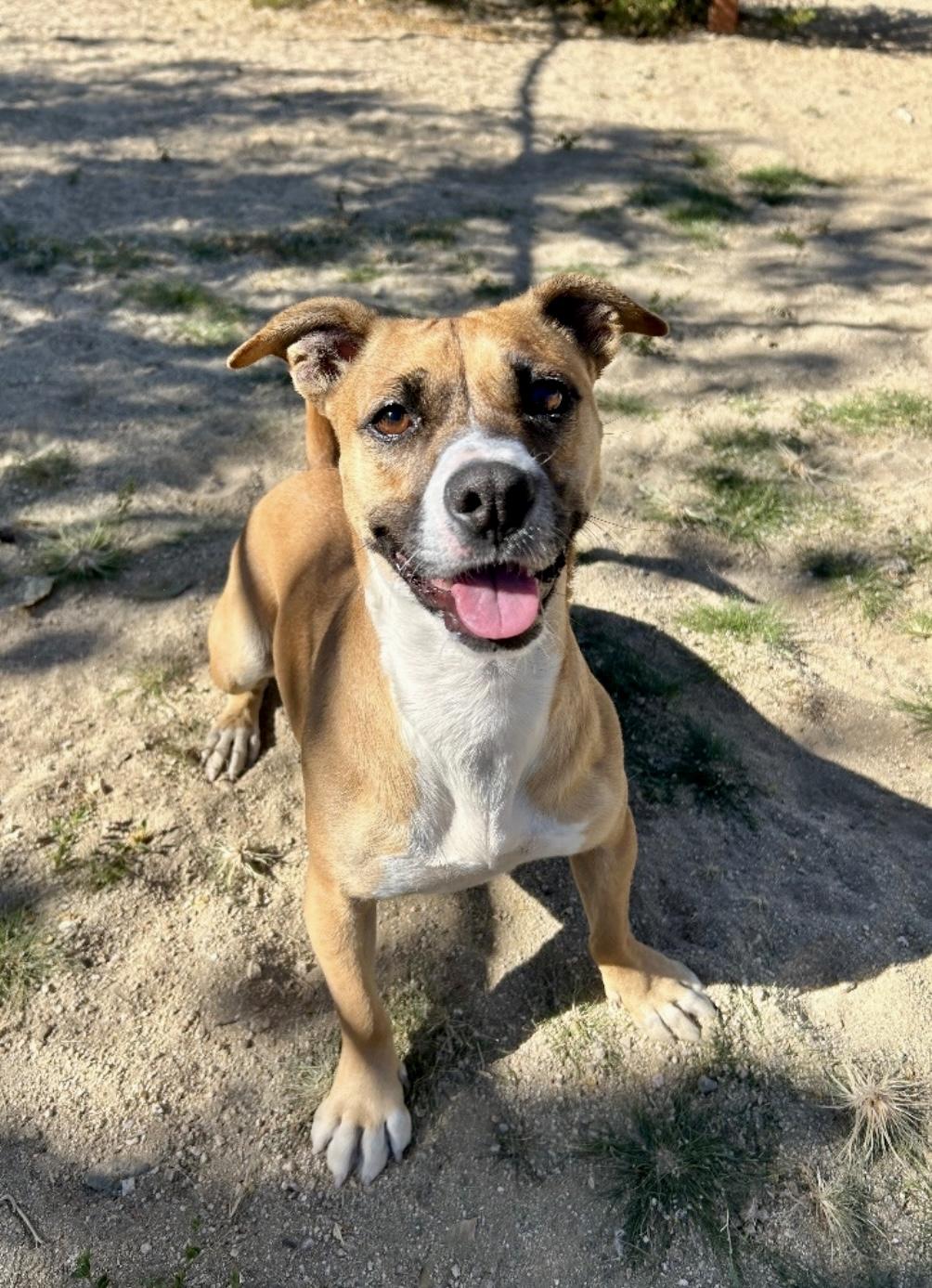 Enlarge Eloise, a Adoptable mixed breed in Littlerock, CA image 4/6