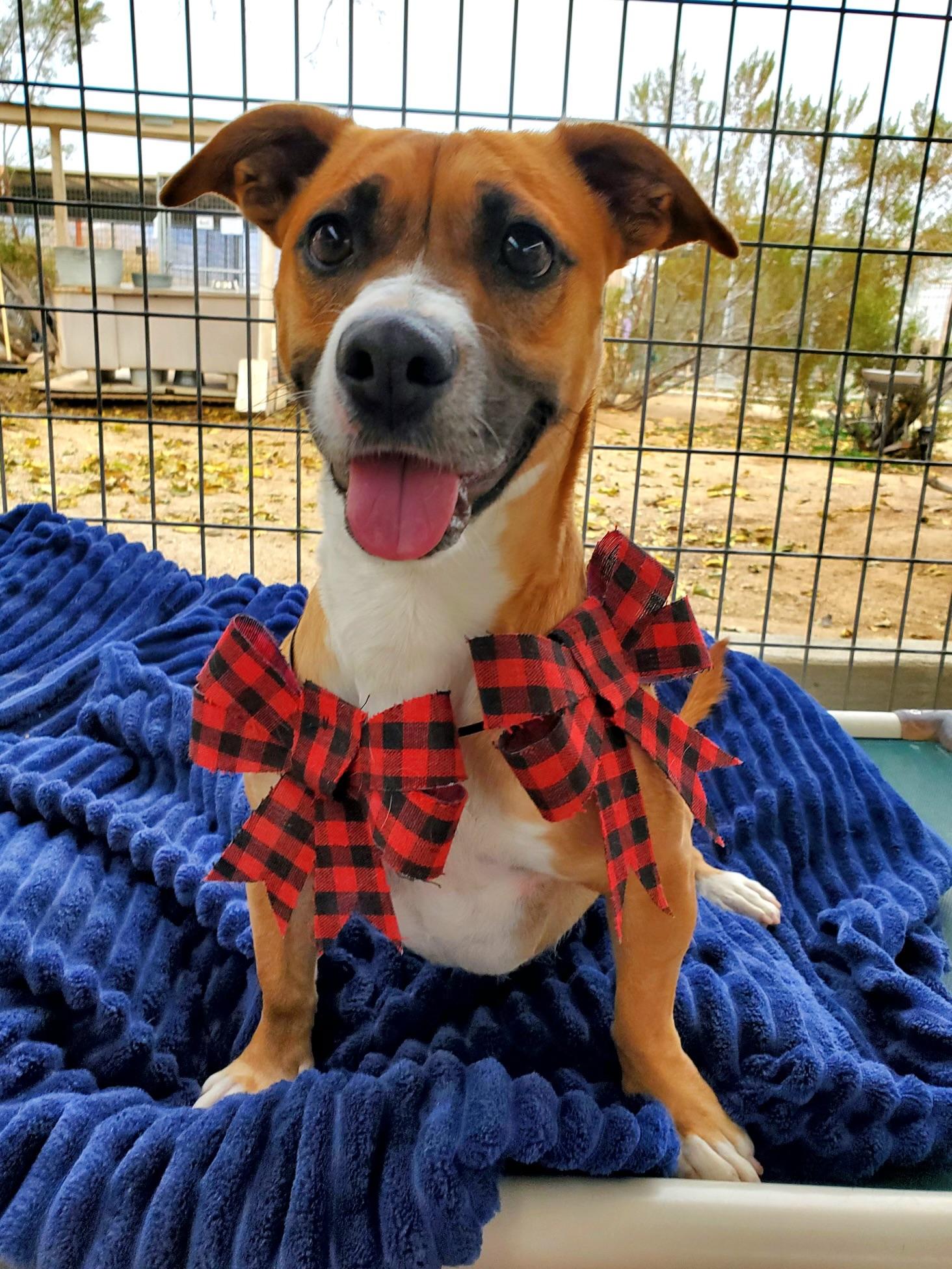 Enlarge Eloise, a Adoptable mixed breed in Littlerock, CA image 3/6