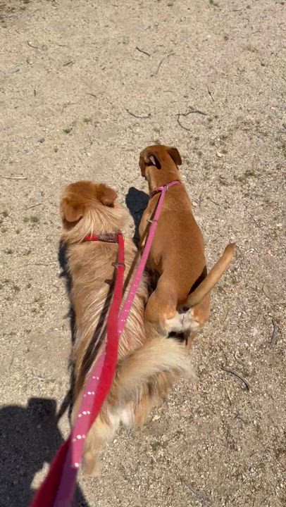 Enlarge Eloise, a Adoptable mixed breed in Littlerock, CA video 6/6