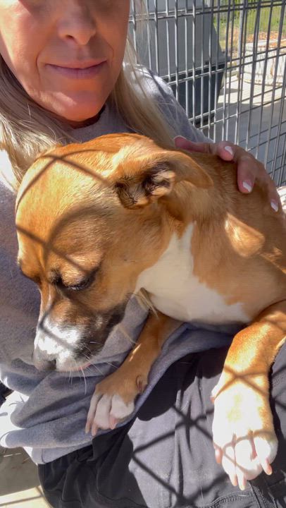 Enlarge Eloise, a Adoptable mixed breed in Littlerock, CA video 2/6