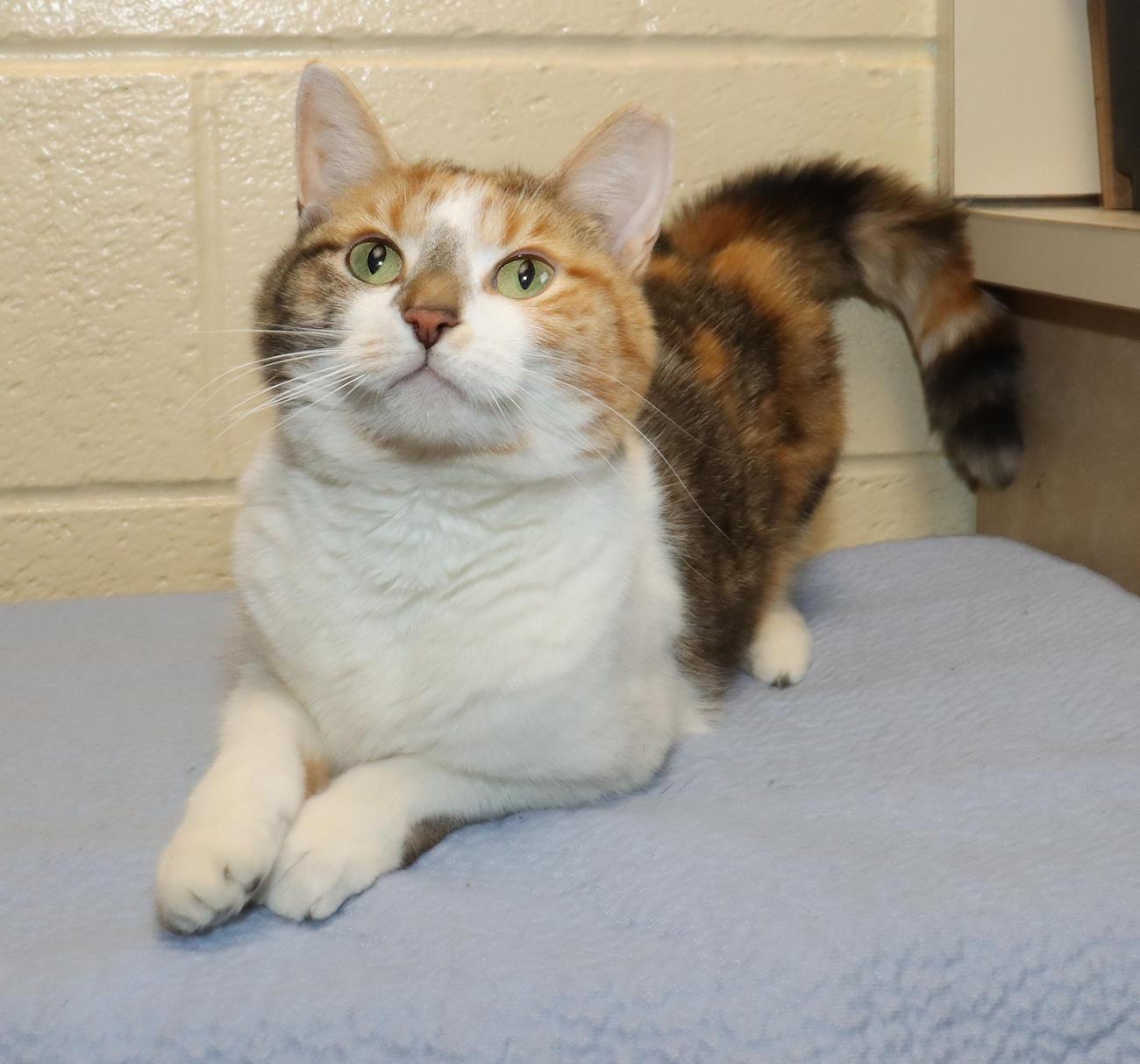 Enlarge Ashley, an adopted Calico in Euclid, OH image 3/6