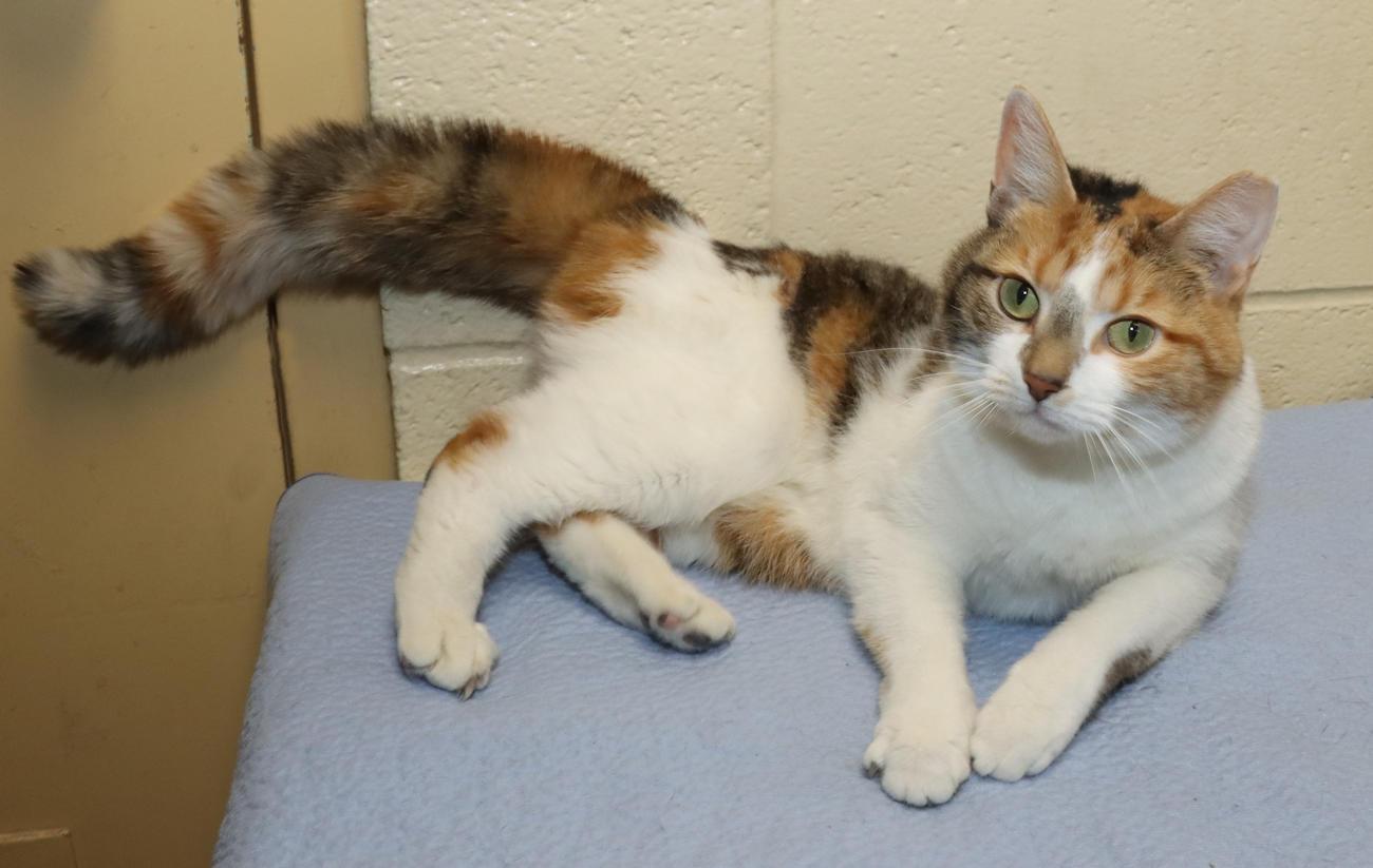 Enlarge Ashley, an adopted Calico in Euclid, OH image 6/6