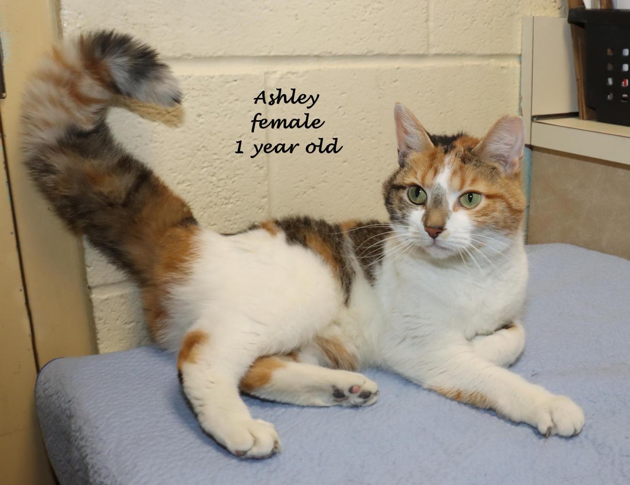 Enlarge Ashley, an adopted Calico in Euclid, OH image 2/6