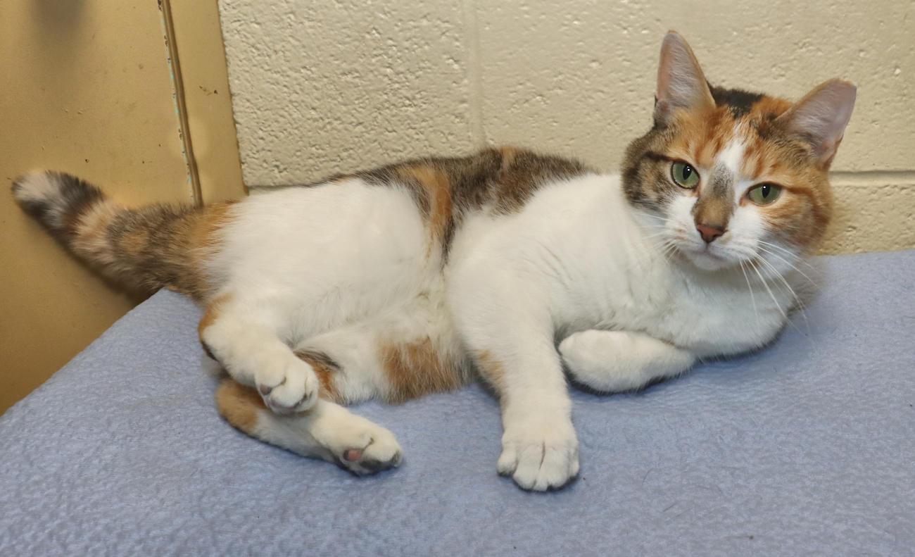 Enlarge Ashley, an adopted Calico in Euclid, OH image 4/6