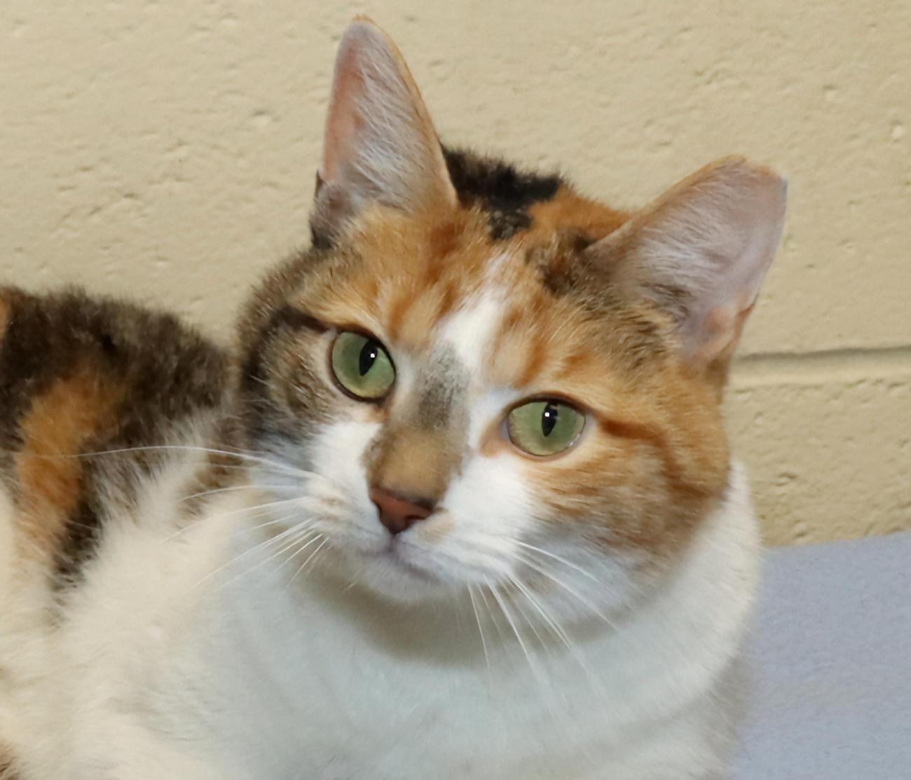 Ashley, adopted, Young Female Calico.