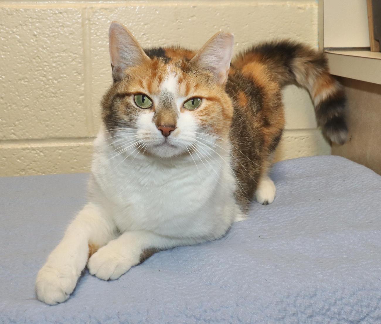 Enlarge Ashley, an adopted Calico in Euclid, OH image 5/6