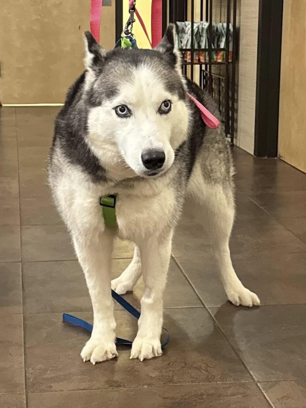 Alilya, Adopted, Adult Female Siberian Husky.