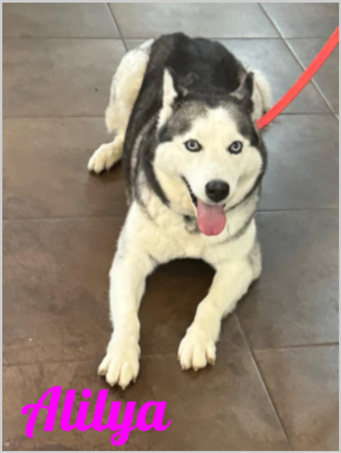 Enlarge Alilya, a Adopted Siberian Husky in Old Westbury, NY image 2/5