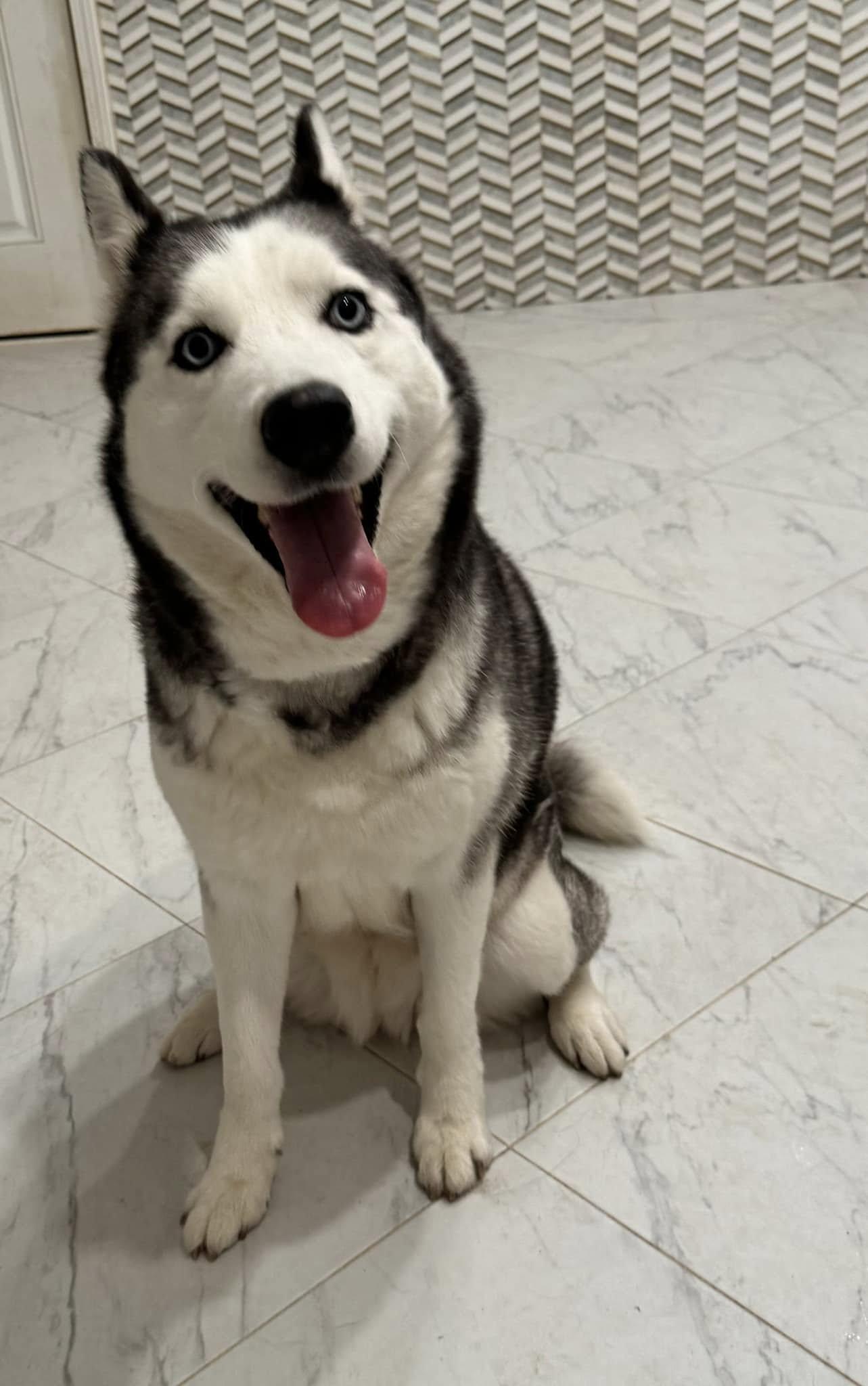 Enlarge Alilya, a Adopted Siberian Husky in Old Westbury, NY image 3/5