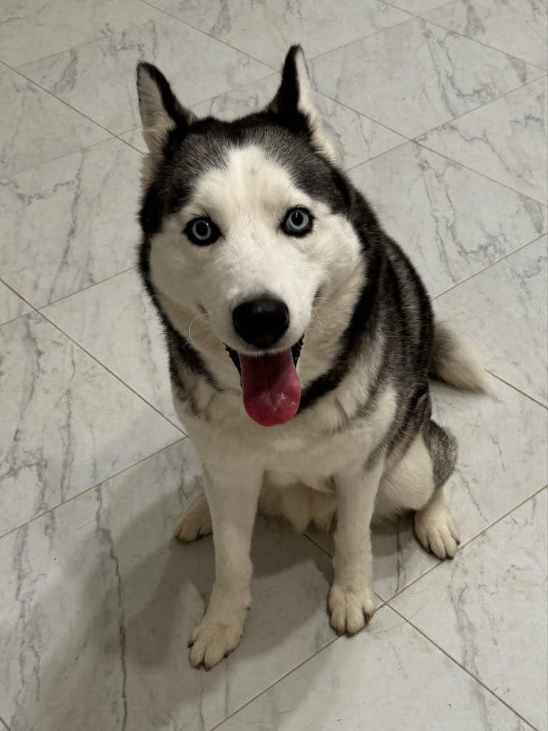 Enlarge Alilya, a Adopted Siberian Husky in Old Westbury, NY image 4/5