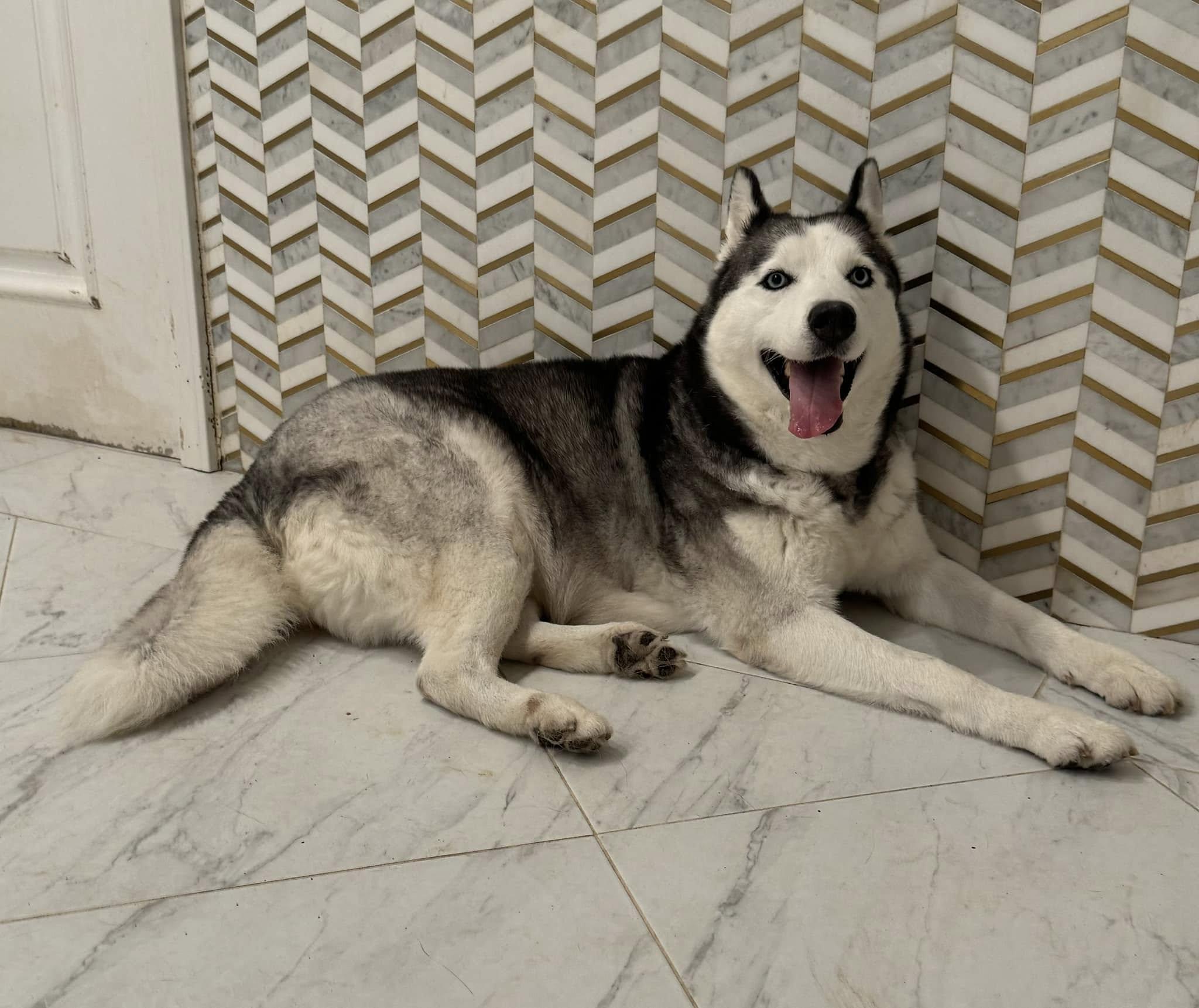 Enlarge Alilya, a Adopted Siberian Husky in Old Westbury, NY image 5/5